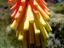 Kniphofia ritualis inflorescence